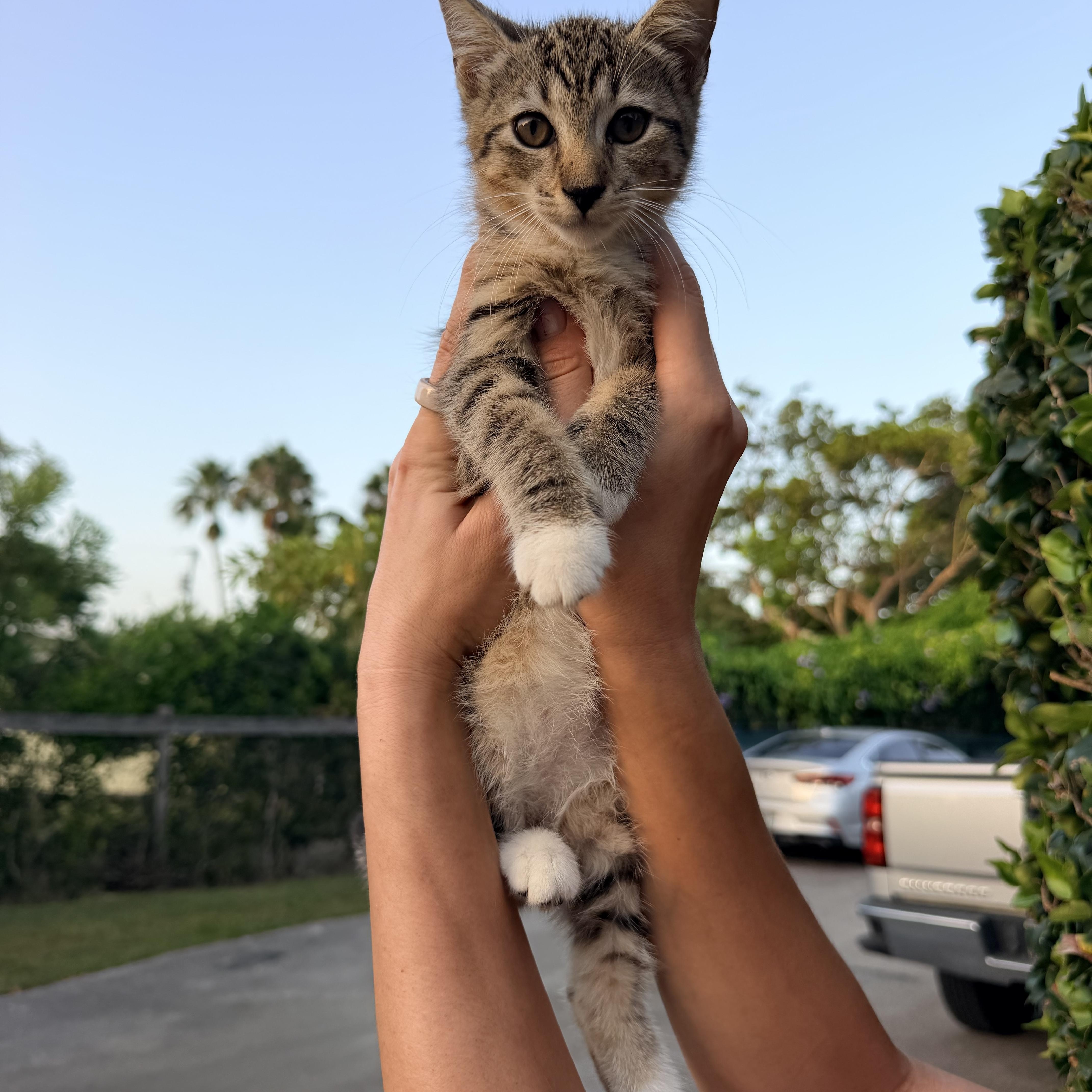 Sapote, adopted, Kitten Female Domestic Short Hair & Tuxedo.