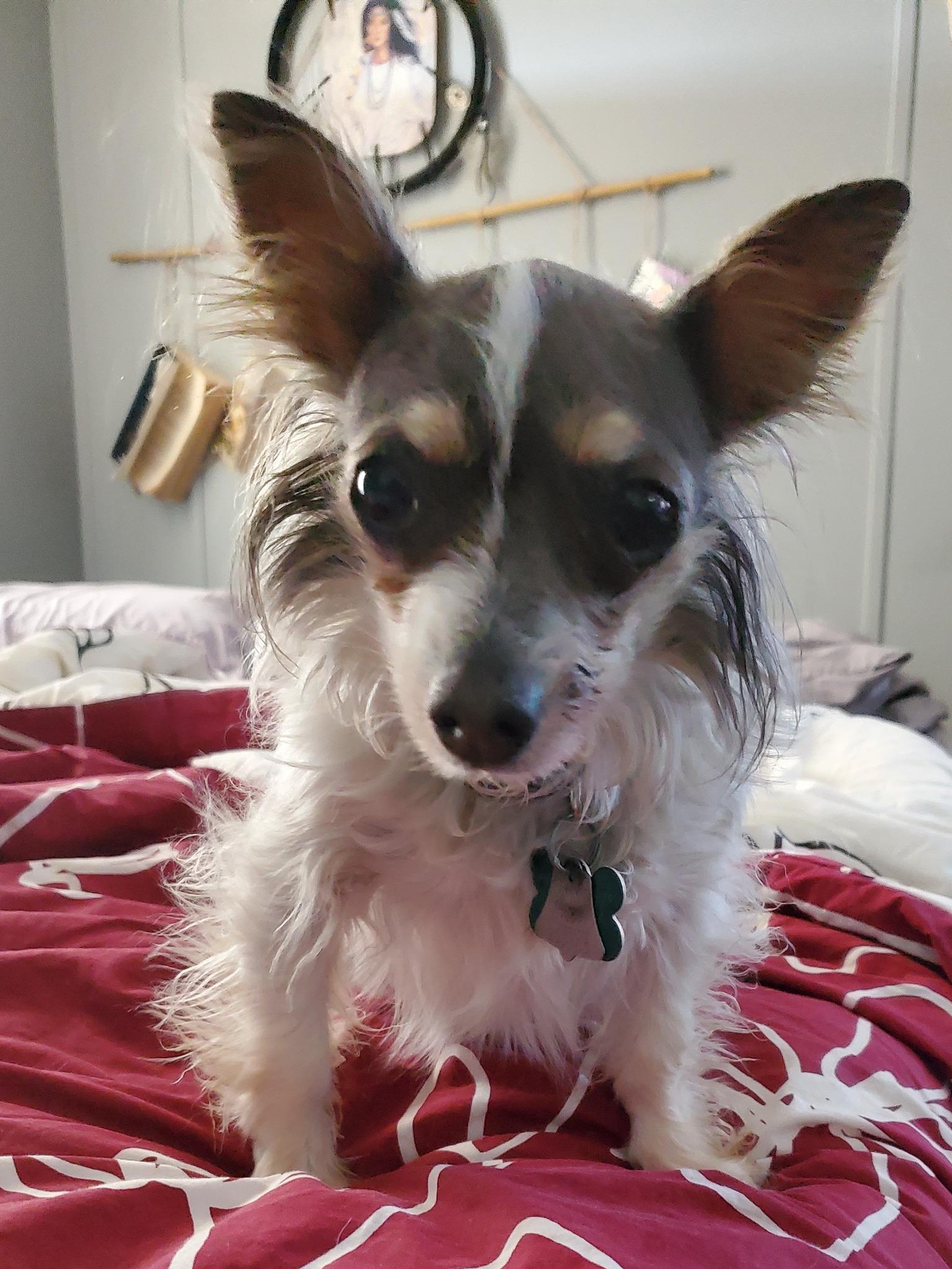 Maggie, an adopted Chinese Crested Dog in Colorado Springs, CO image 1/5