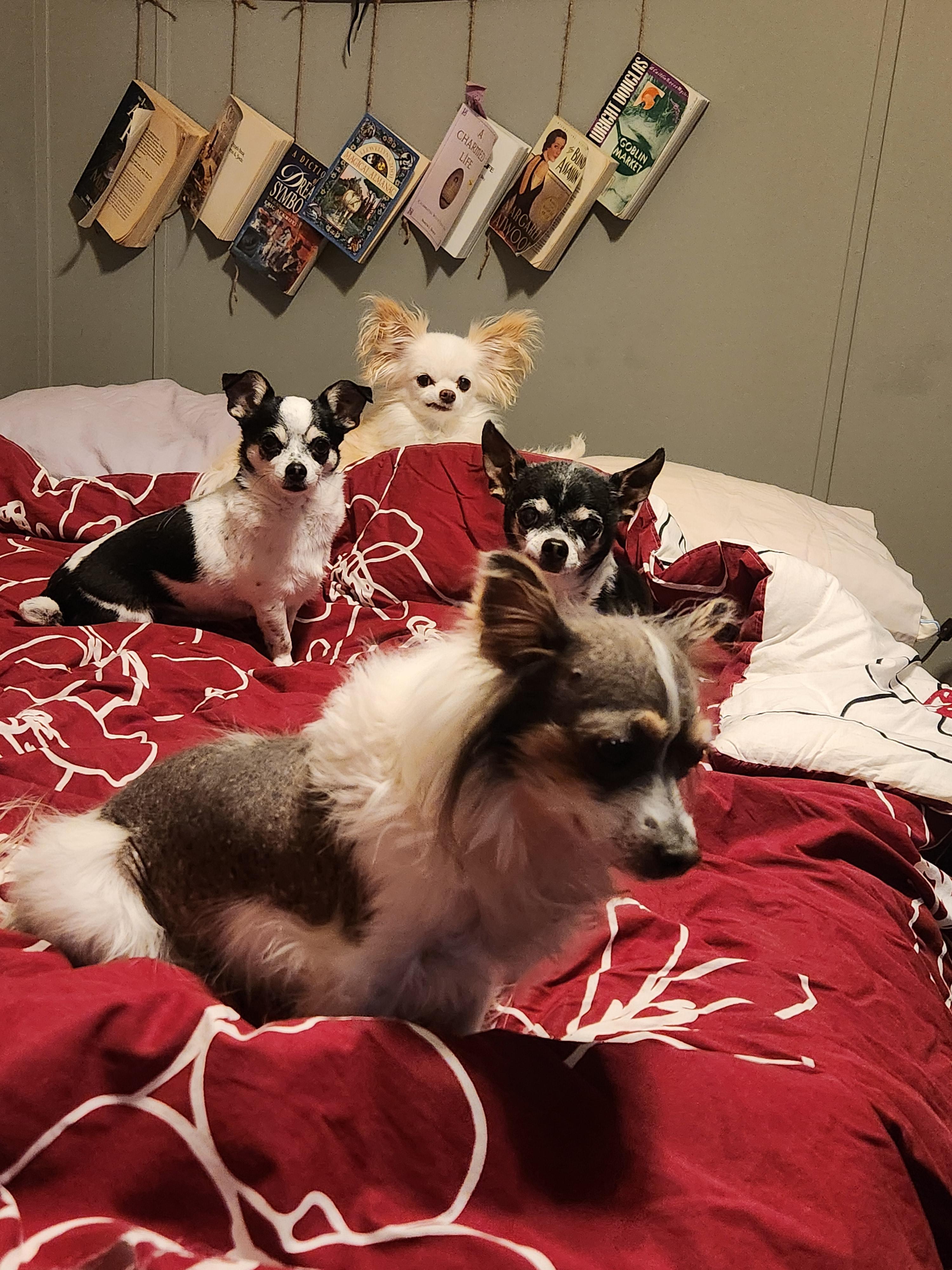 Maggie, an adopted Chinese Crested Dog in Colorado Springs, CO image 3/5