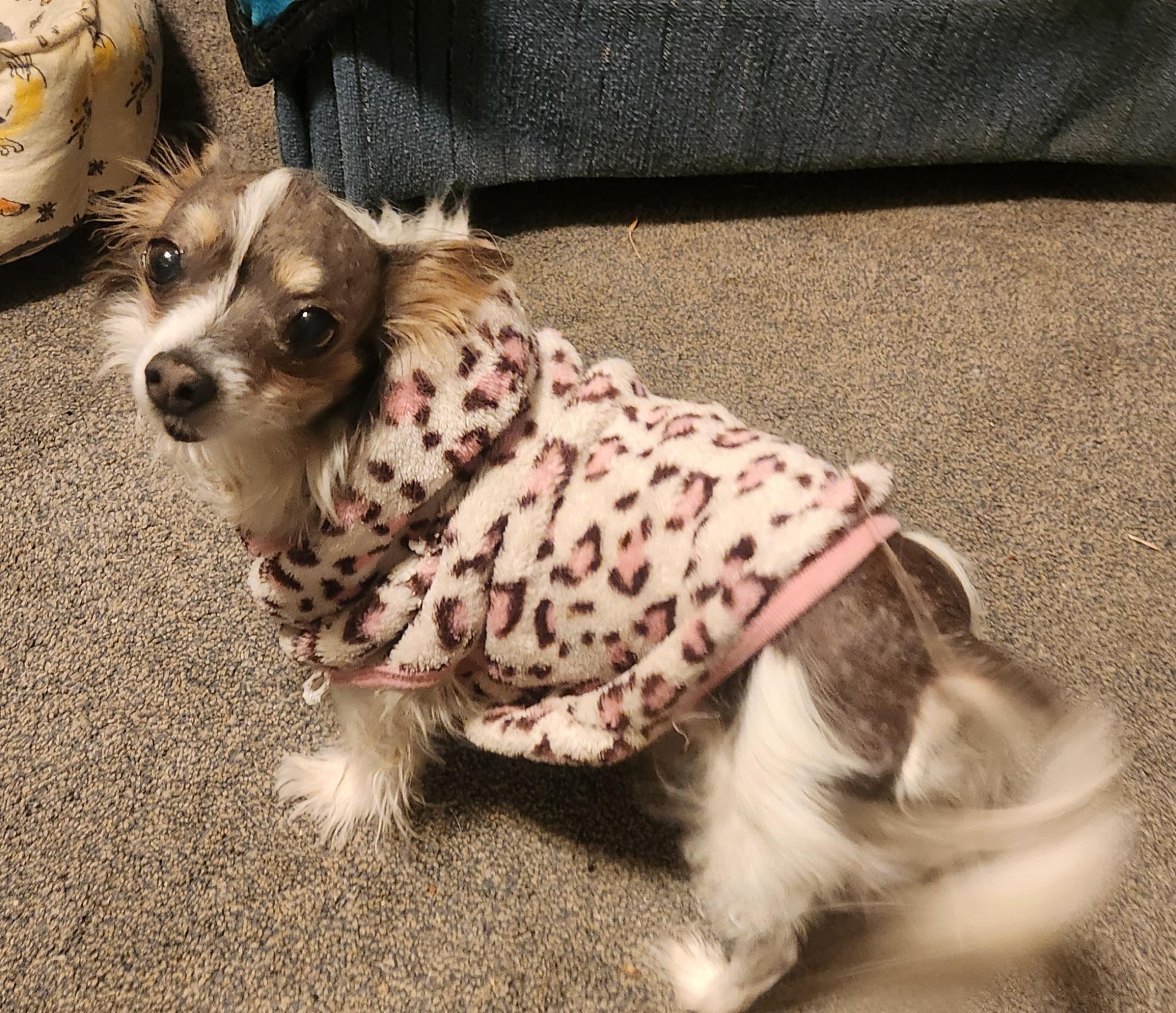 Maggie, an adopted Chinese Crested Dog in Colorado Springs, CO image 2/5