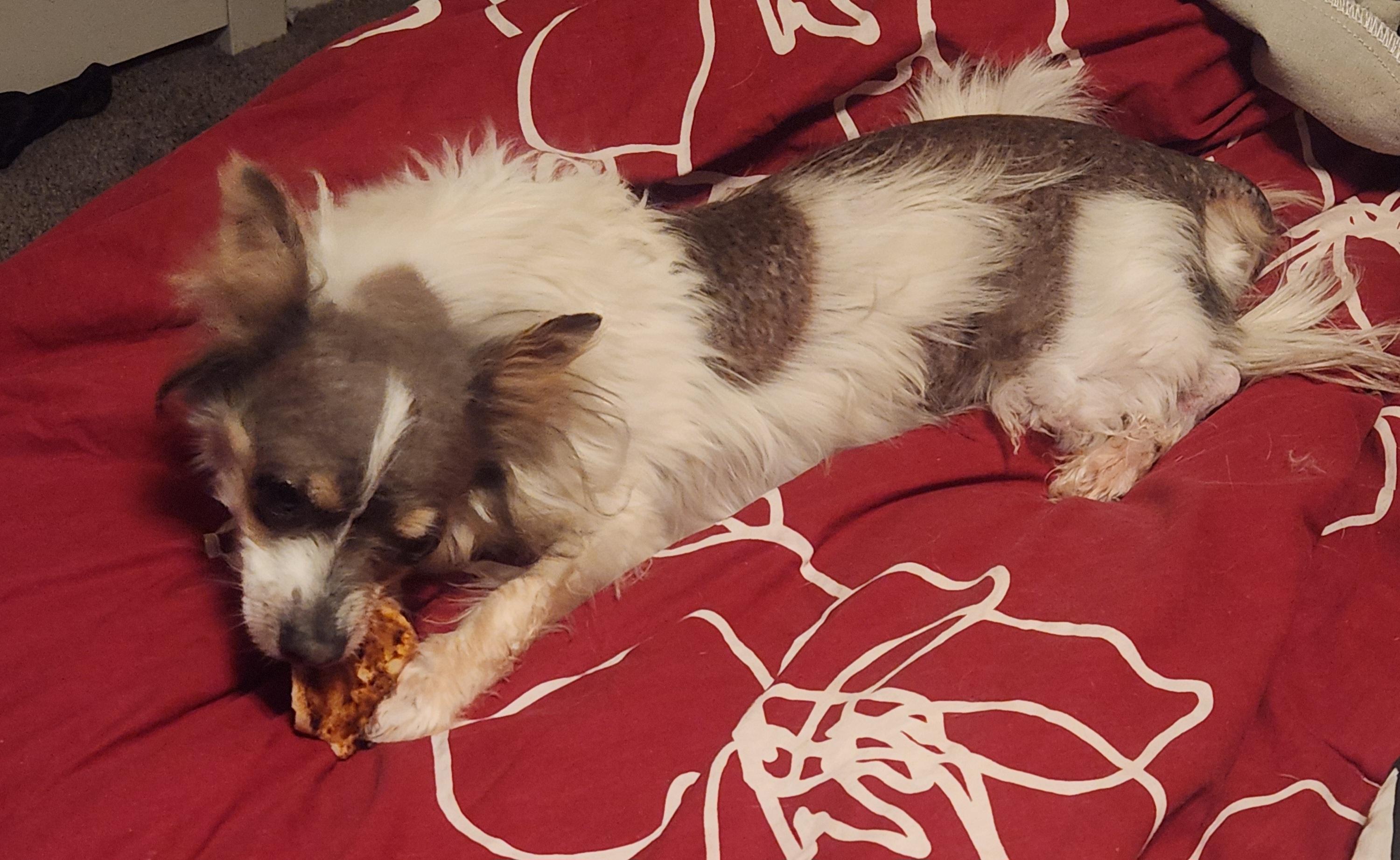 Maggie, an adopted Chinese Crested Dog in Colorado Springs, CO image 4/5