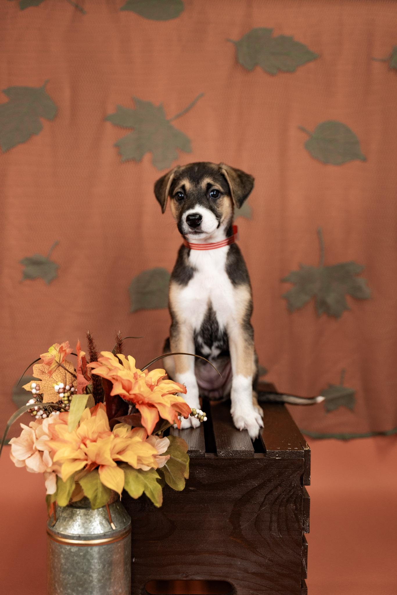 851-26, Adoptable, Puppy Female Shepherd & Pit Bull Terrier.