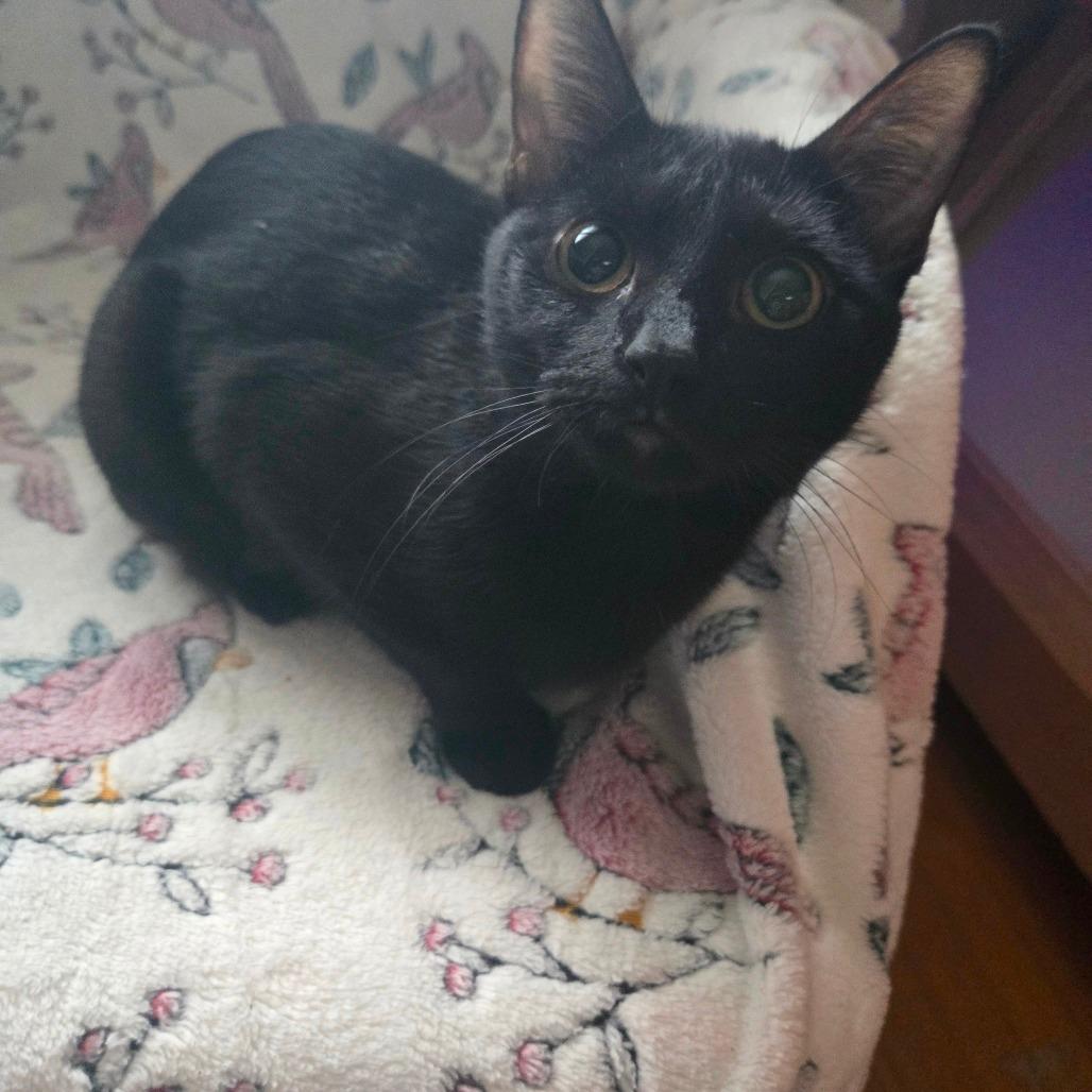 Enlarge Crouton, a Adoptable American Shorthair in Lima, OH image 1/1