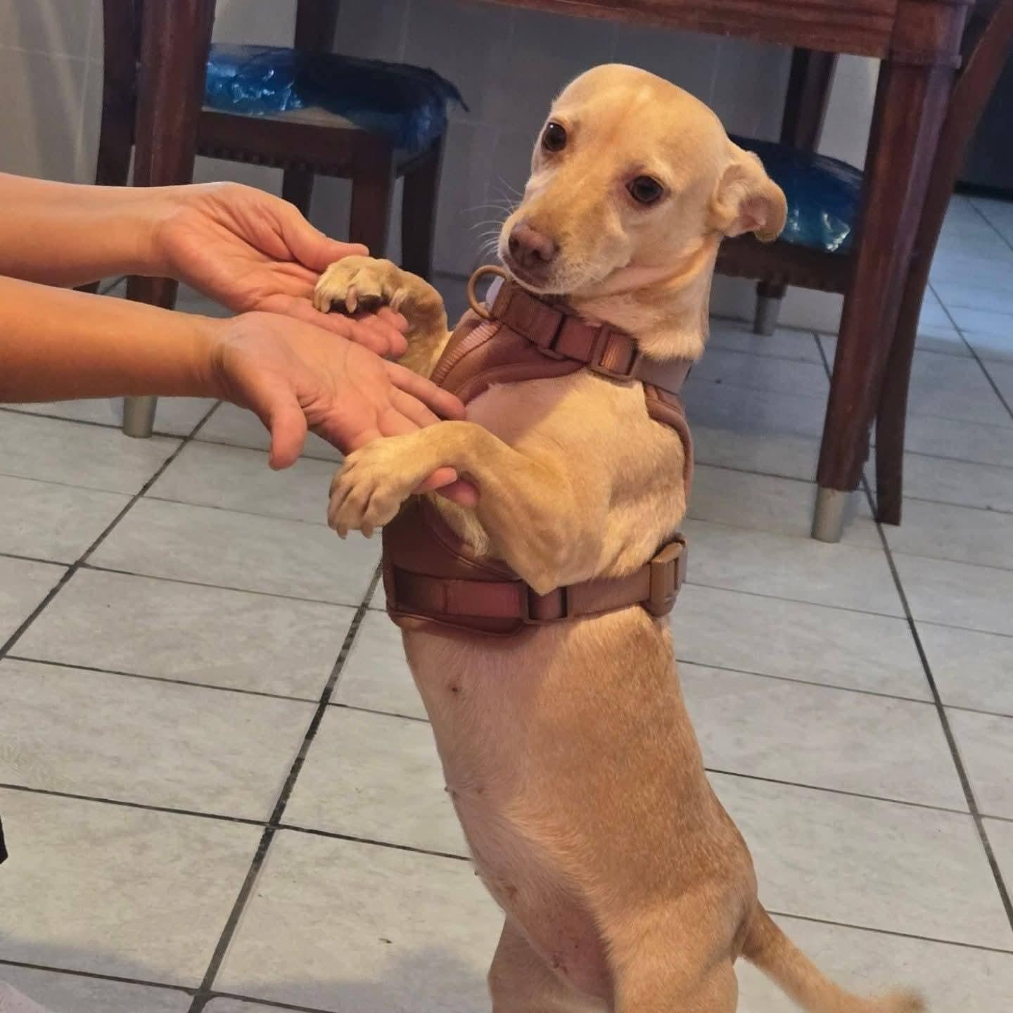 Cherry , a Adoptable mixed breed in Palm Desert, CA image 6/6