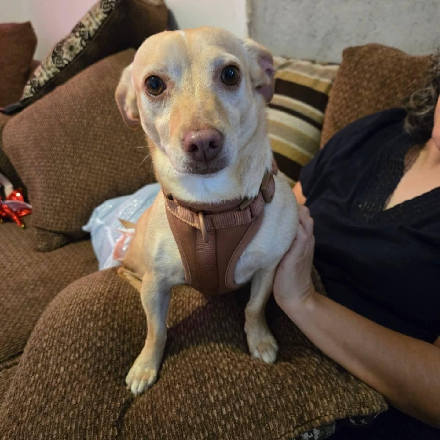 Cherry , Adoptable, Adult Female Chihuahua & Mixed Breed.