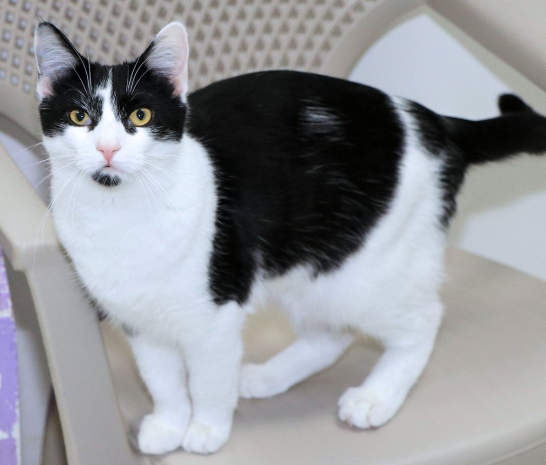 Enlarge Gaia, a Adoptable Domestic Short Hair in Cincinnati, OH image 8/9