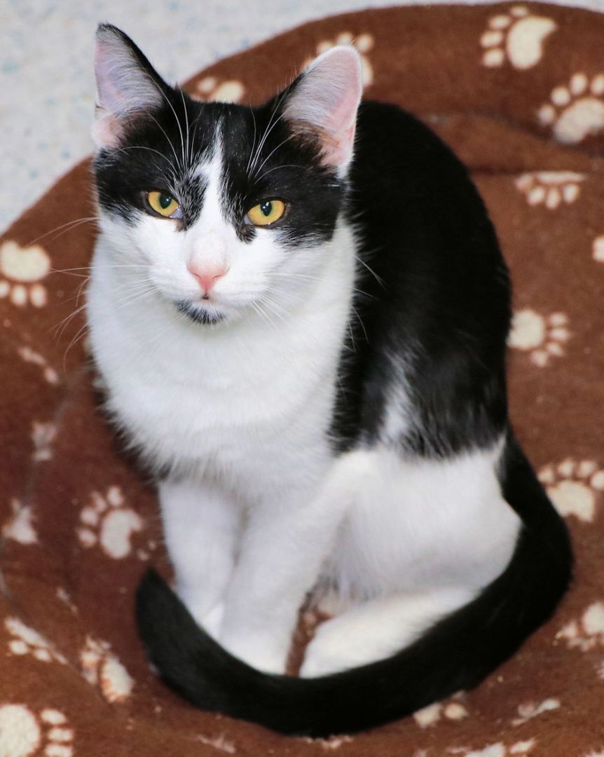 Enlarge Gaia, a Adoptable Domestic Short Hair in Cincinnati, OH image 9/9