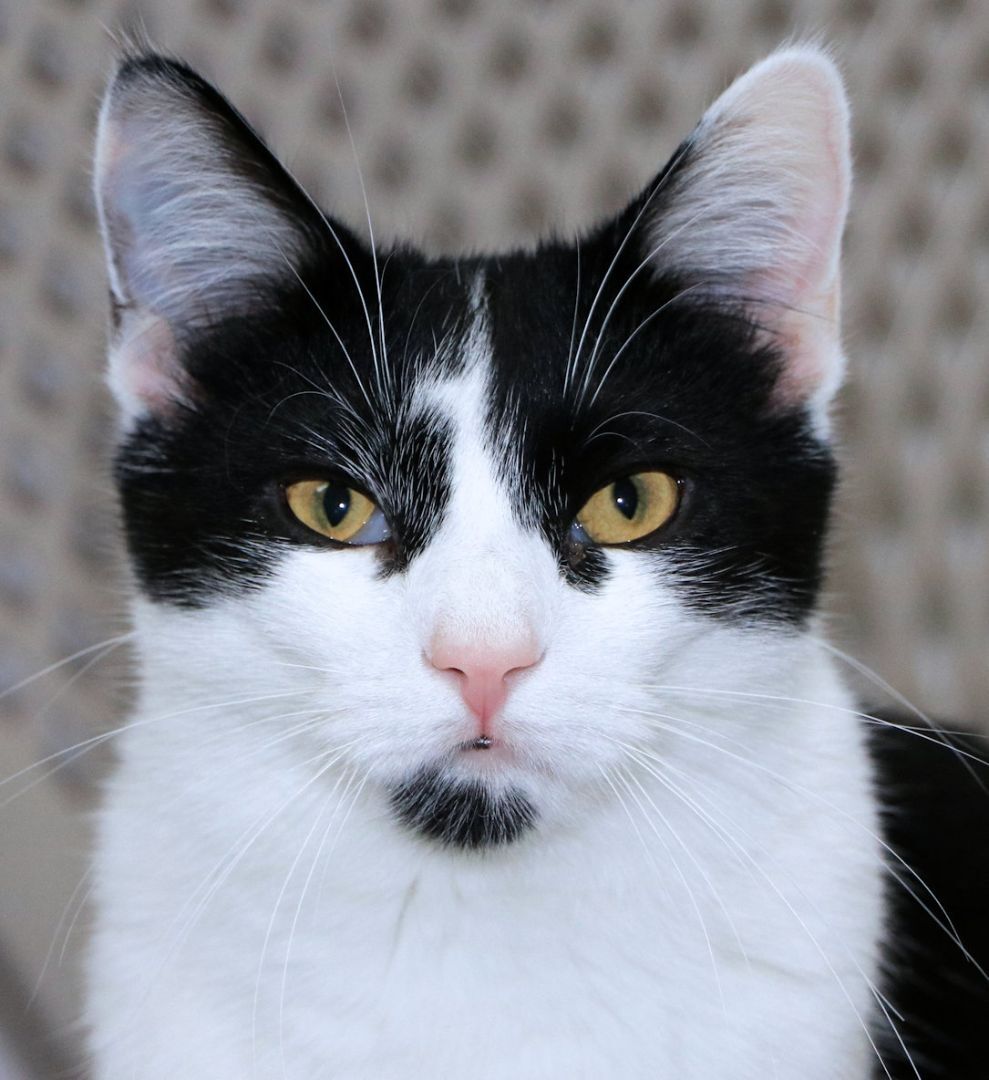 Enlarge Gaia, a Adoptable Domestic Short Hair in Cincinnati, OH image 1/9