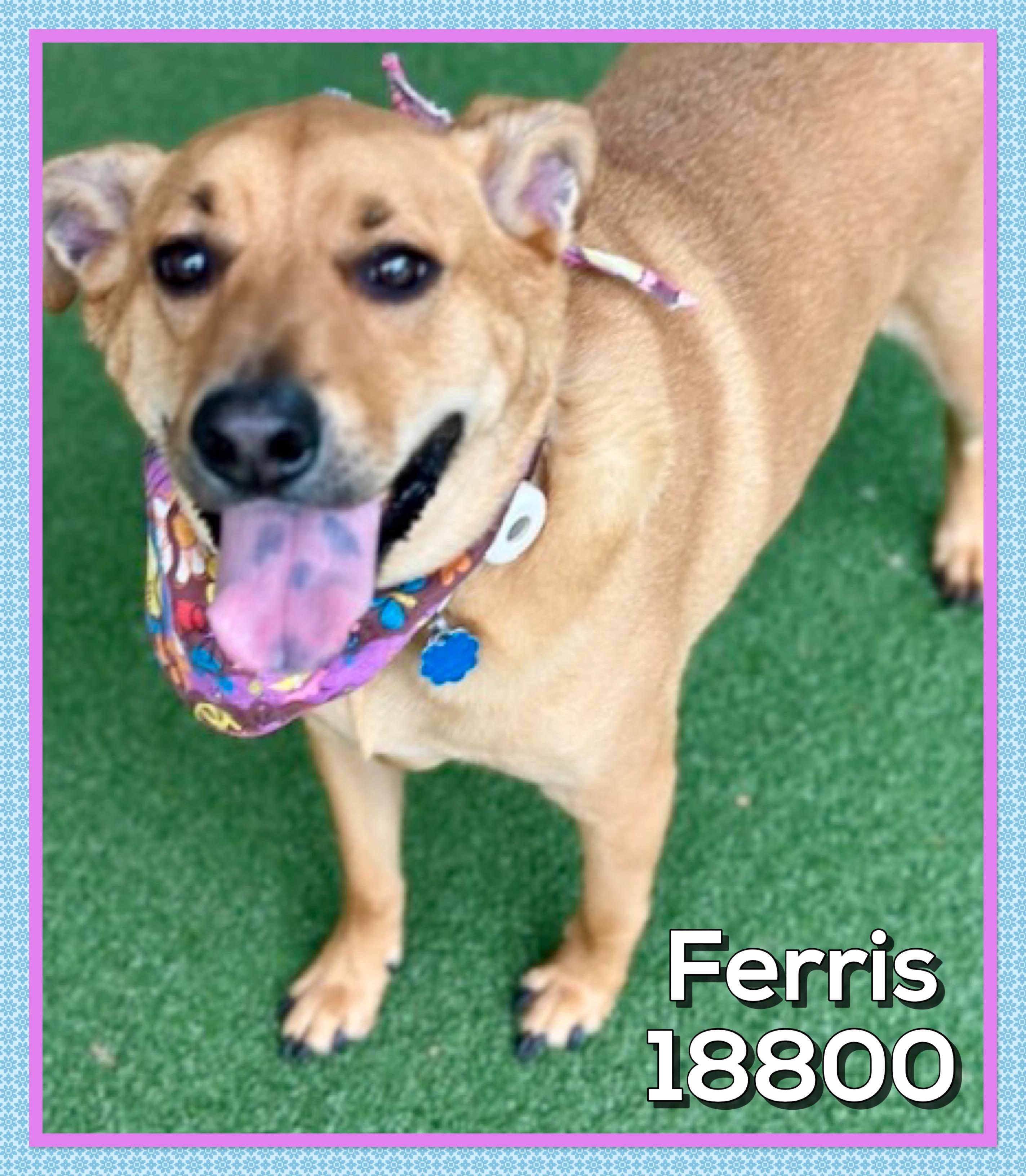 FERRIS, a ADOPTABLE mixed breed in Marietta, GA image 5/5