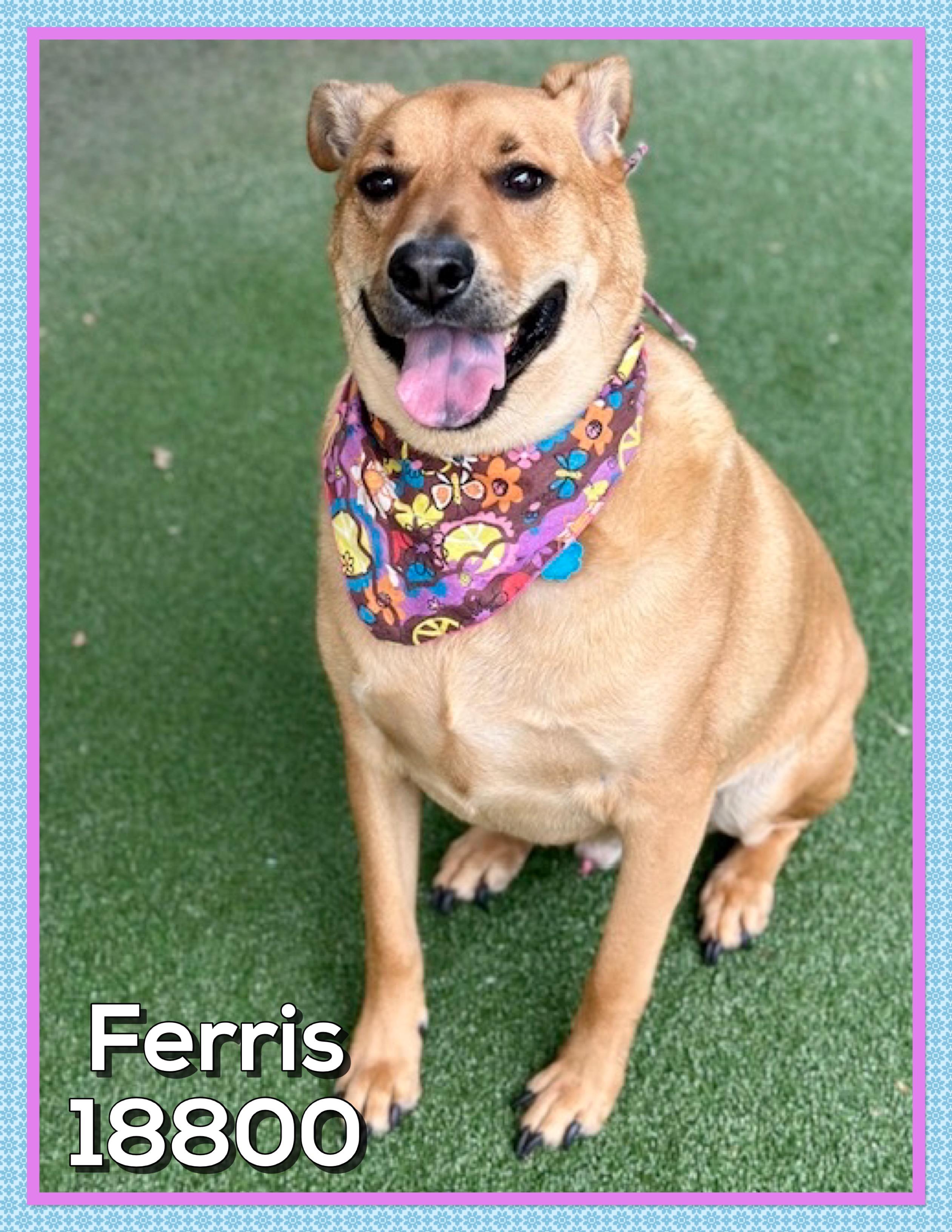 FERRIS, a ADOPTABLE mixed breed in Marietta, GA image 3/5