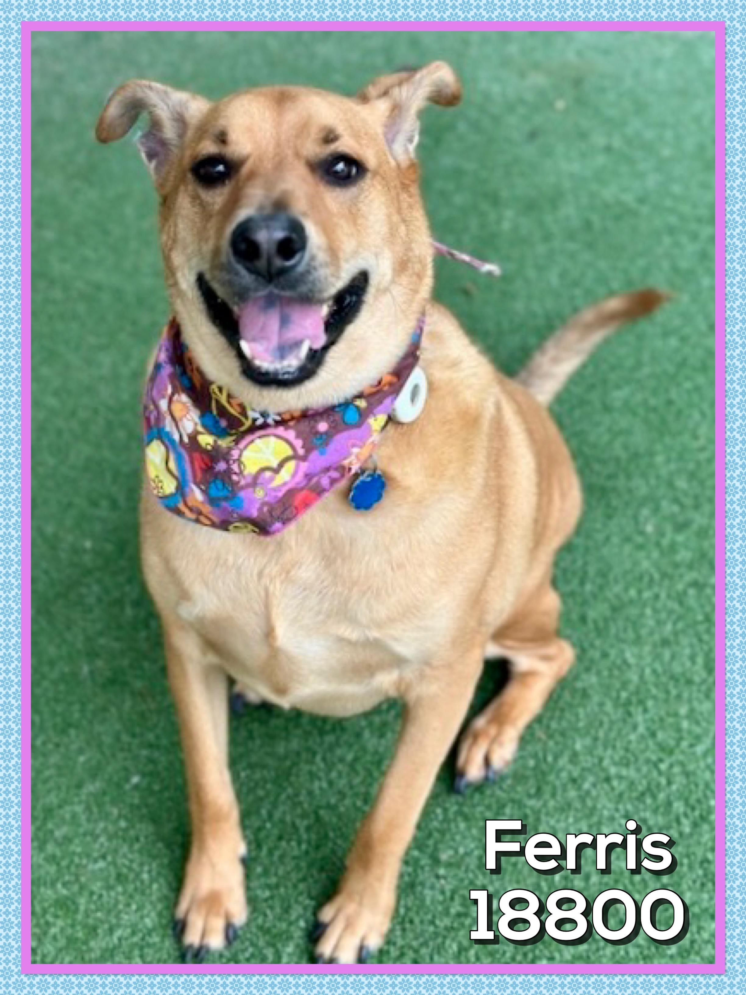 FERRIS, a ADOPTABLE mixed breed in Marietta, GA image 4/5