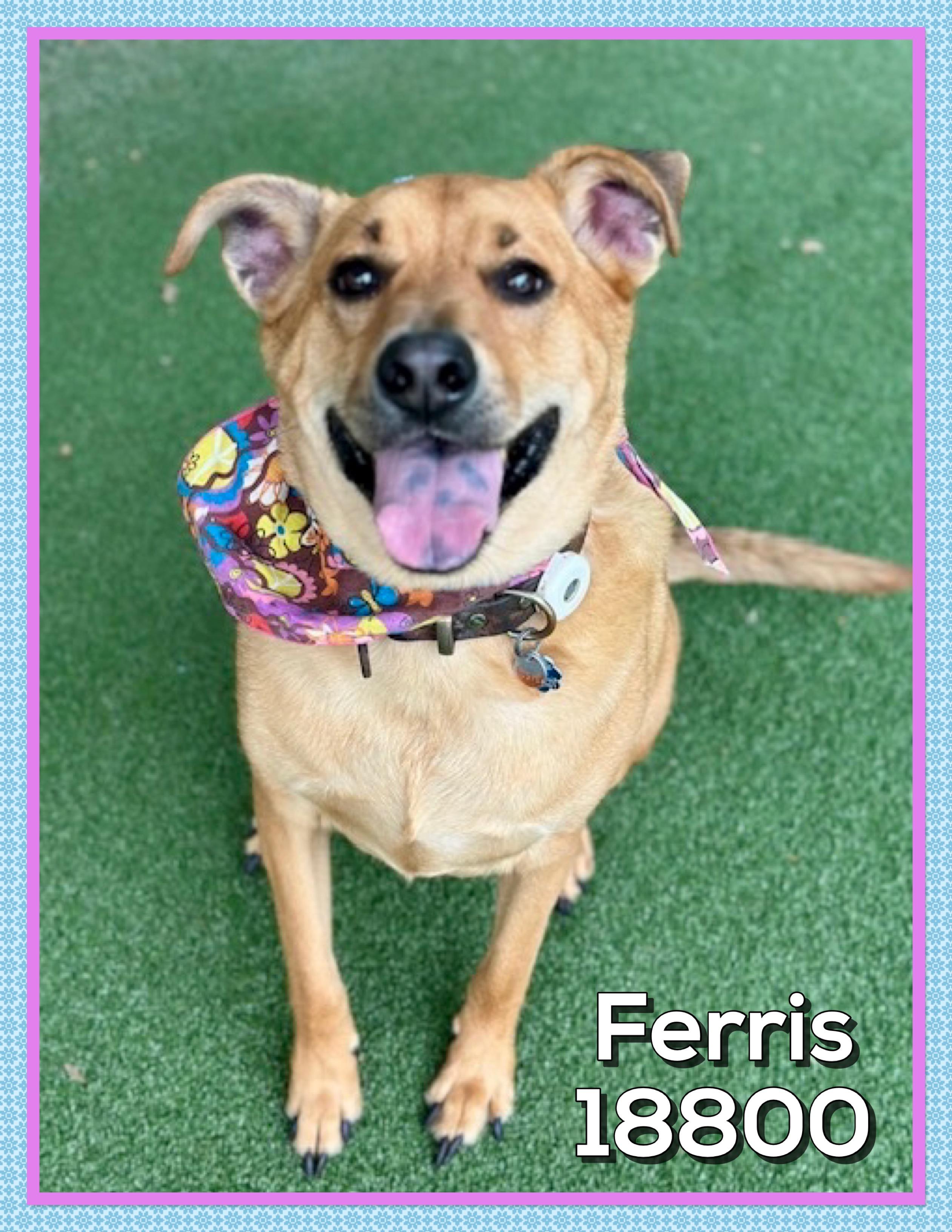 FERRIS, ADOPTABLE, Adult Female Labrador Retriever & Carolina Dog.