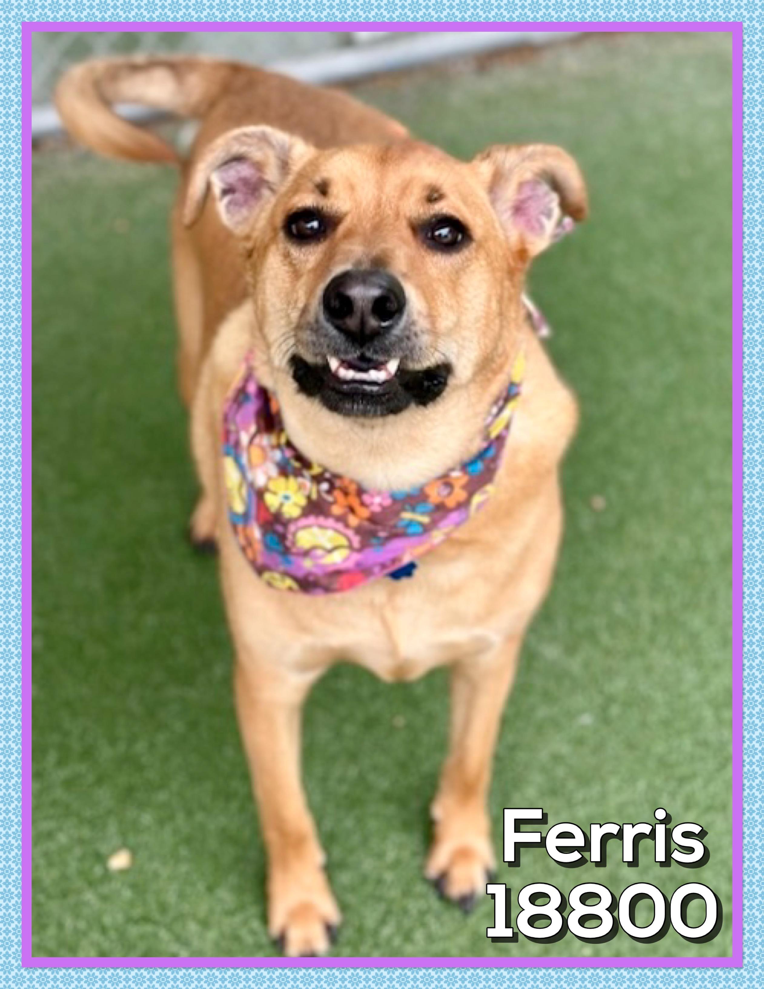 FERRIS, a ADOPTABLE mixed breed in Marietta, GA image 2/5