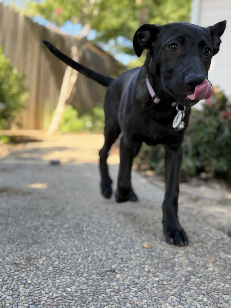 Cleo, a Adoptable German Shepherd Dog in Sacramento, CA image 1/6