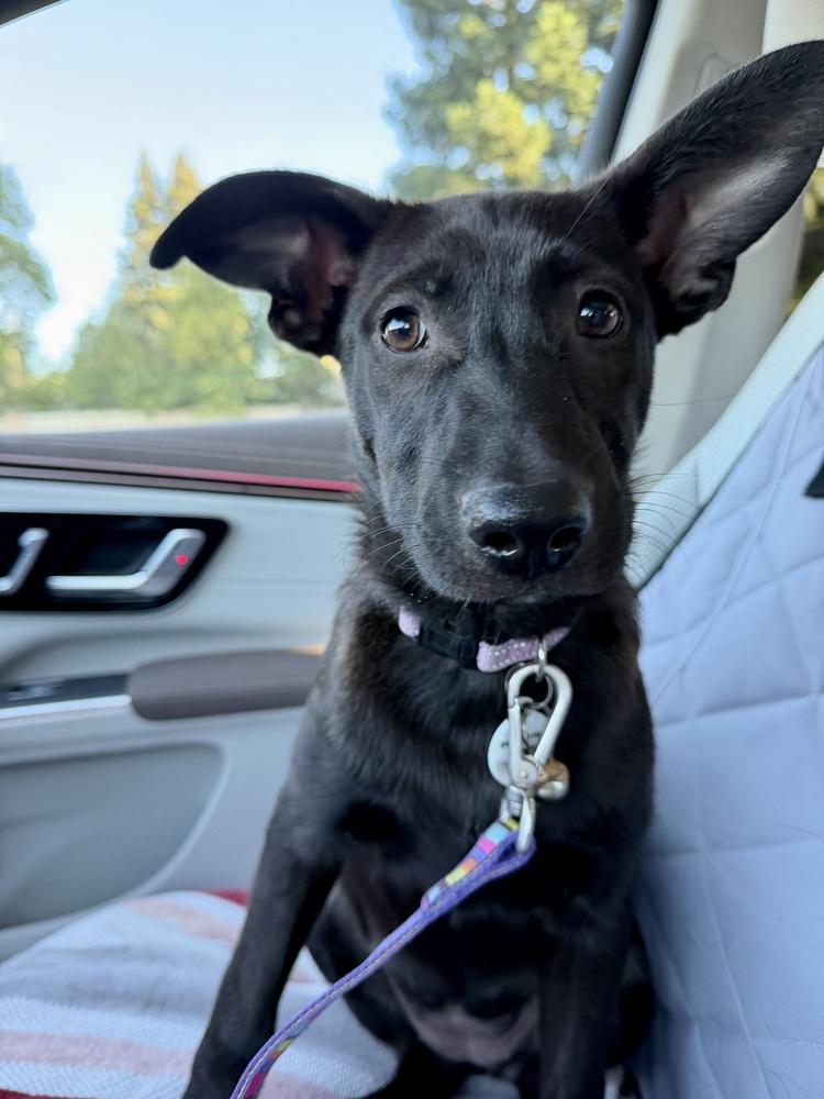 Cleo, Adoptable, Puppy Female German Shepherd Dog.