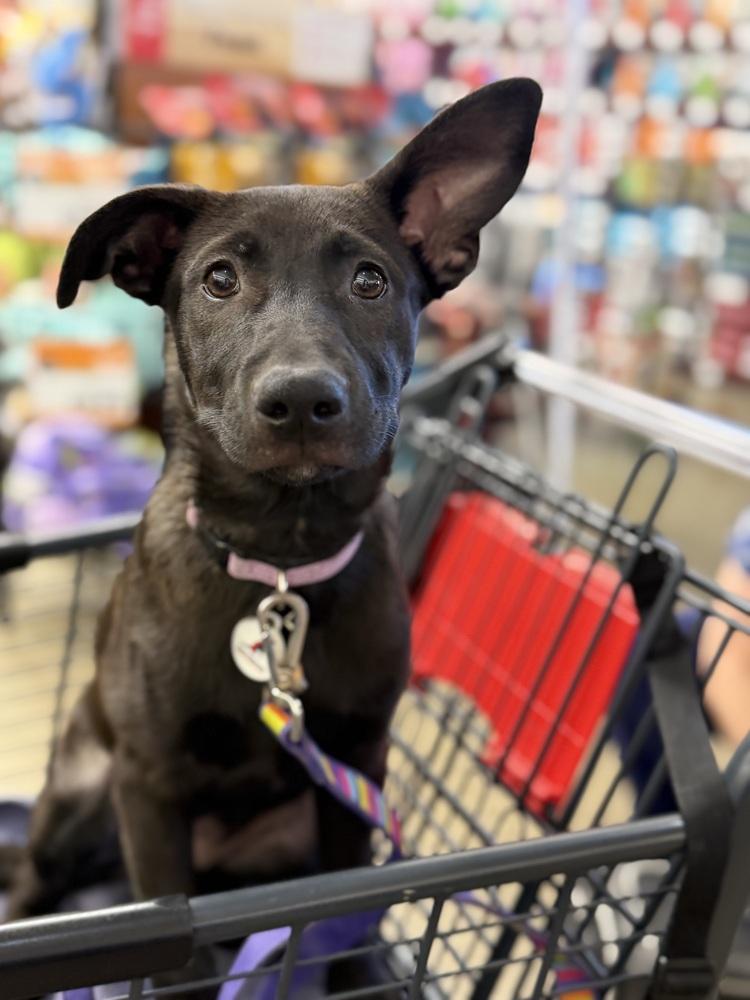 Cleo, a Adoptable German Shepherd Dog in Sacramento, CA image 3/6