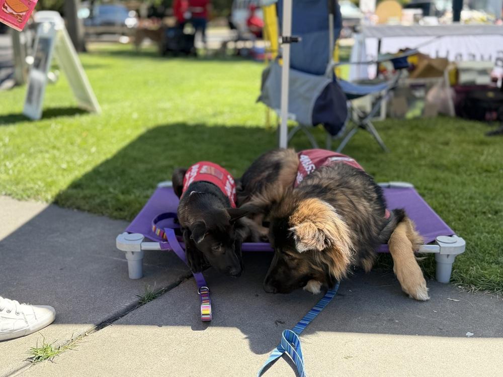 Enlarge Cleo, a Adoptable German Shepherd Dog in Sacramento, CA image 3/6