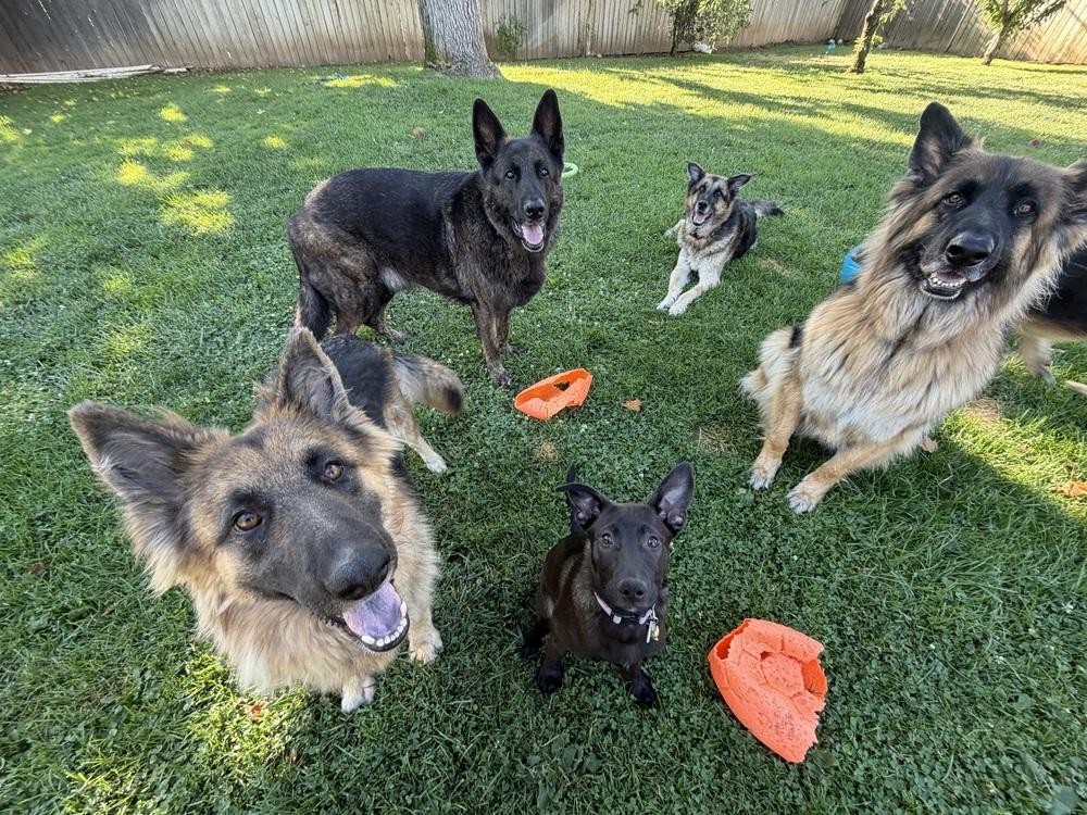 Cleo, a Adoptable German Shepherd Dog in Sacramento, CA image 4/6