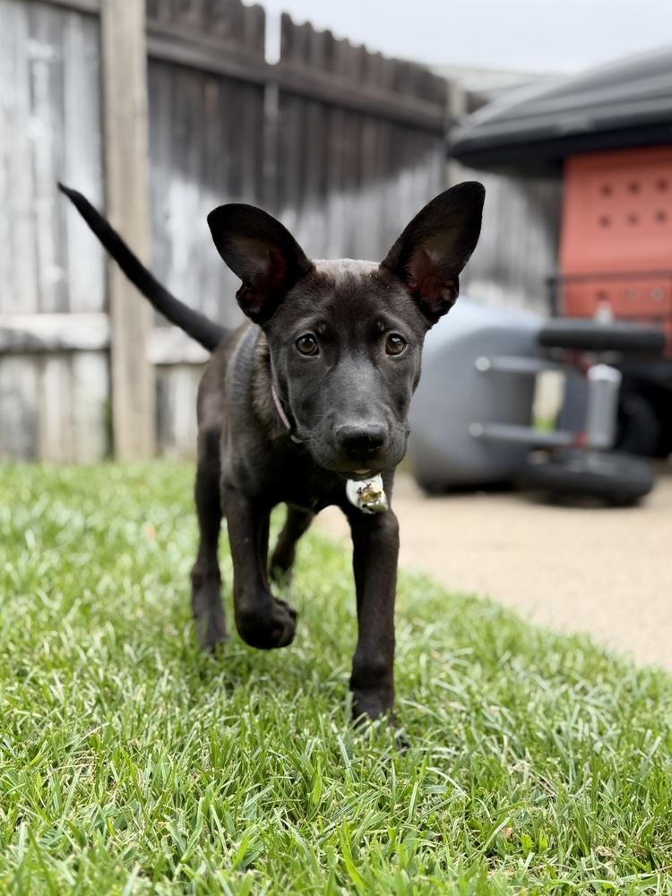 Cleo, a Adoptable German Shepherd Dog in Sacramento, CA image 5/6