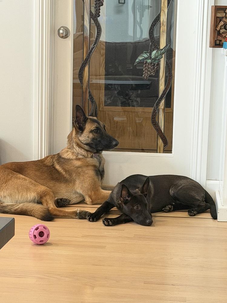 Enlarge Cleo, a Adoptable German Shepherd Dog in Sacramento, CA image 4/6