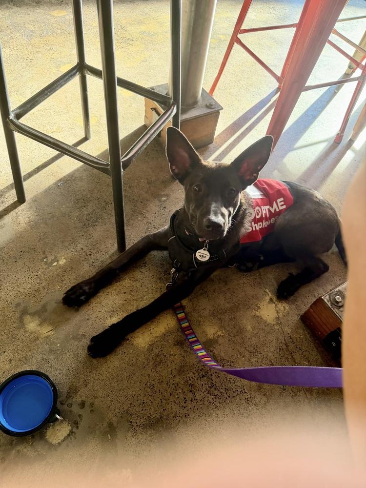 Enlarge Cleo, a Adoptable German Shepherd Dog in Sacramento, CA image 5/6
