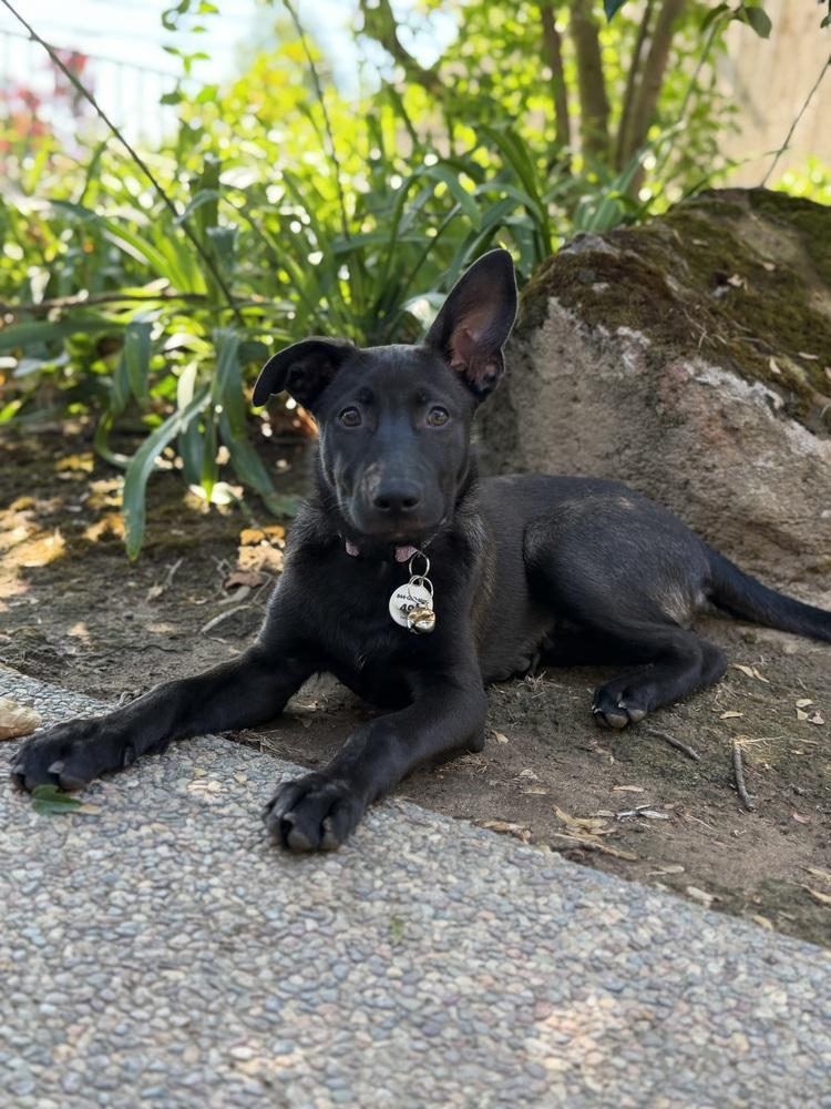 Cleo, a Adoptable German Shepherd Dog in Sacramento, CA image 6/6
