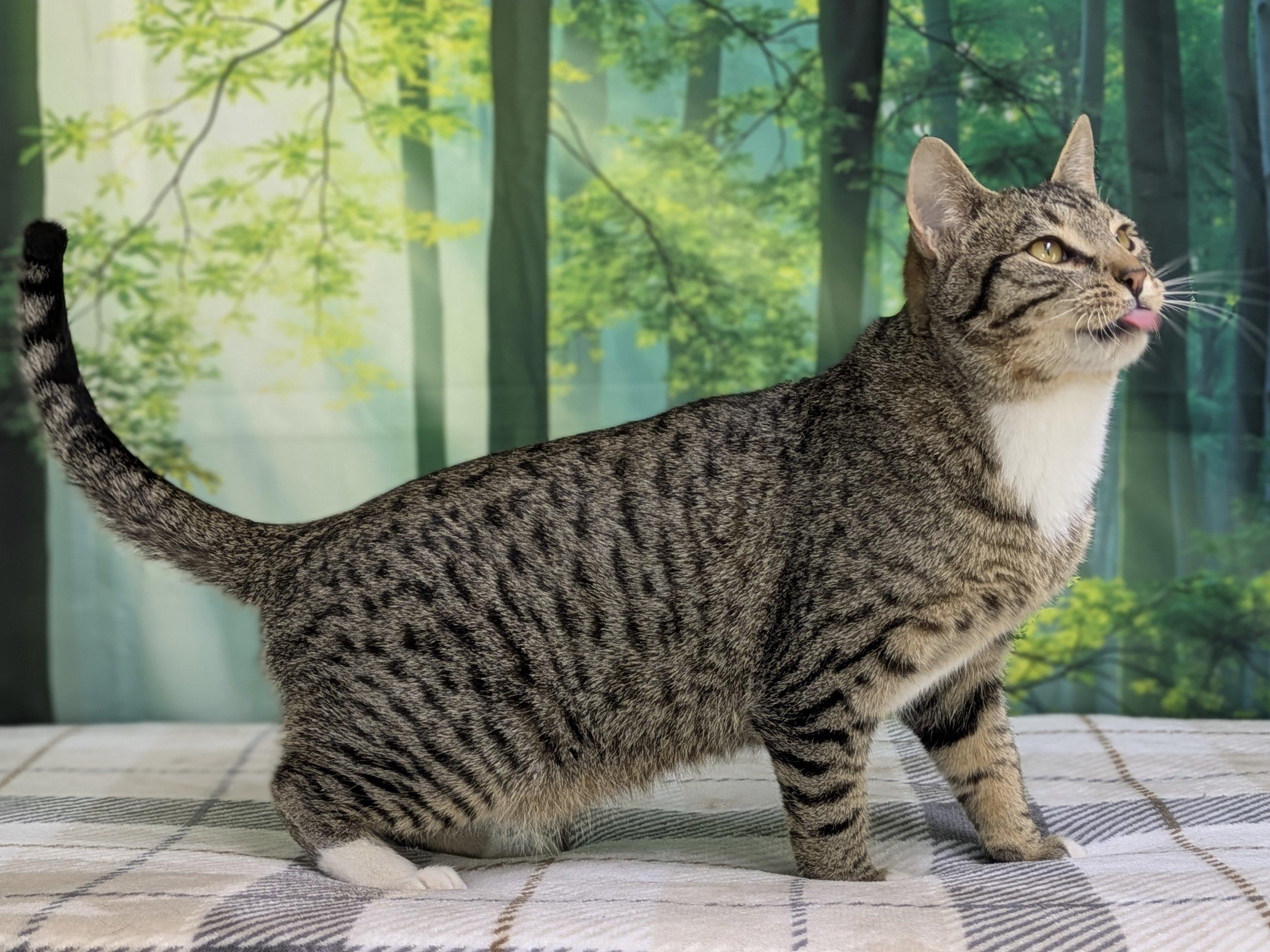 Enlarge Ace, an adopted mixed breed in Monroe, WA image 3/6