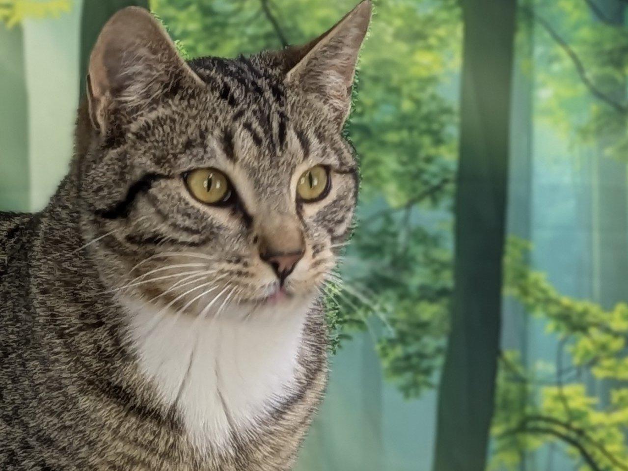 Enlarge Ace, an adopted mixed breed in Monroe, WA image 2/6