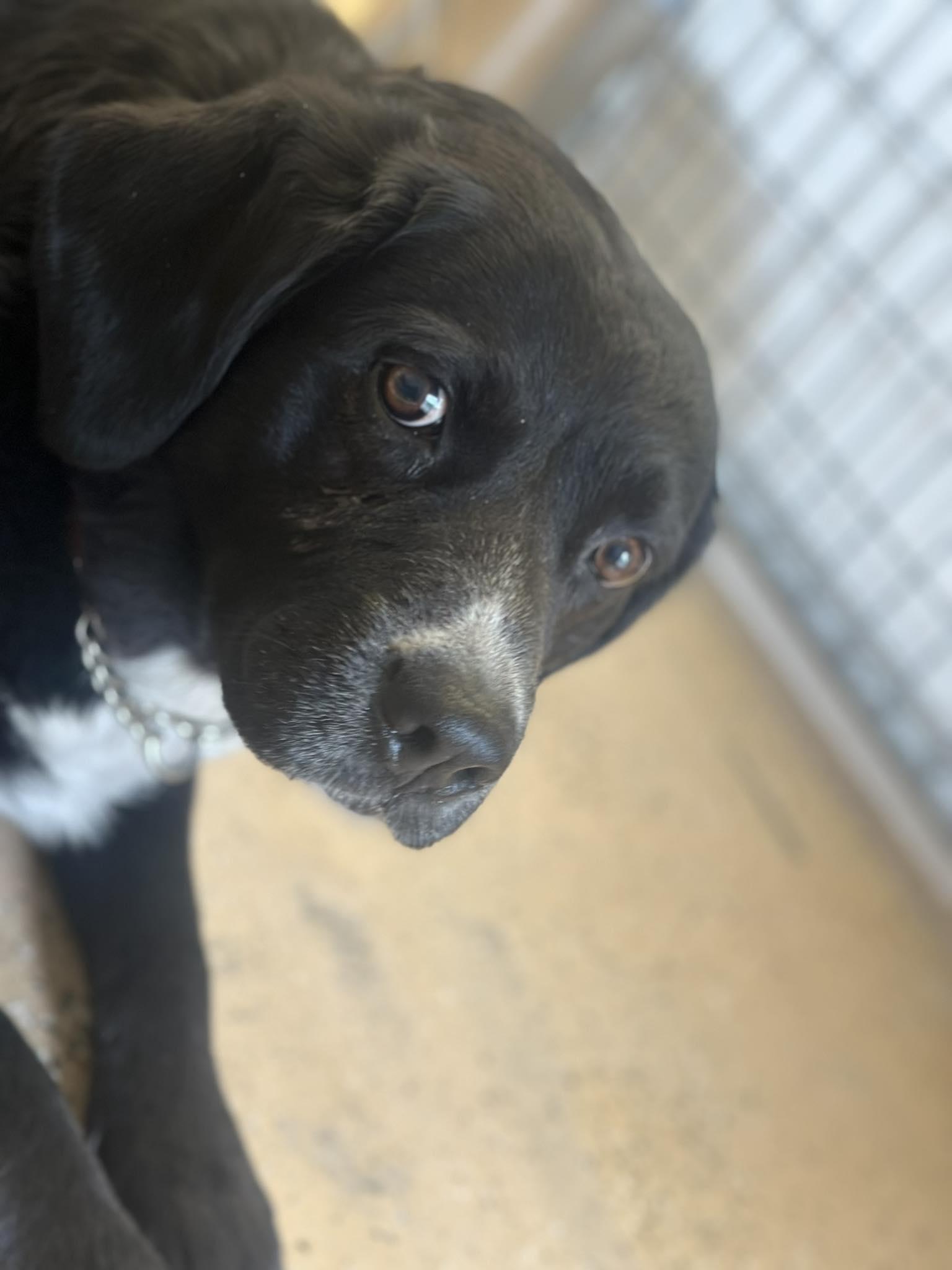 Nisha, an adoptable Black Labrador Retriever in ONeill, NE, 68763 | Photo Image 2