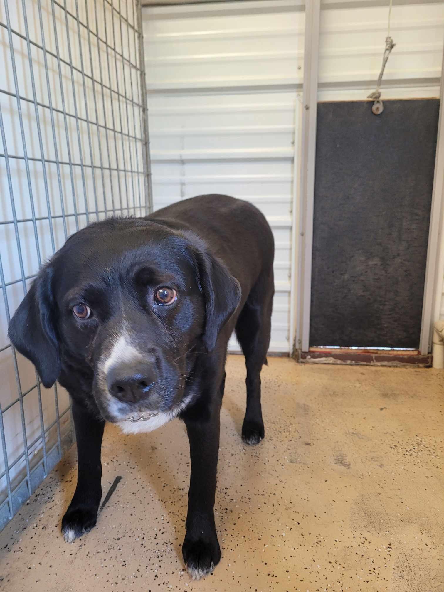 Nisha, an adoptable Black Labrador Retriever in ONeill, NE, 68763 | Photo Image 4