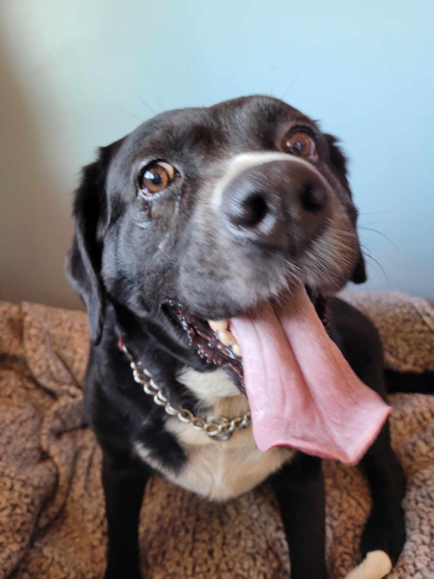 Nisha, an adoptable Black Labrador Retriever in ONeill, NE, 68763 | Photo Image 1