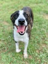 Enlarge Jenny, a Adoptable Mixed Breed in Yellville, AR image 3/3