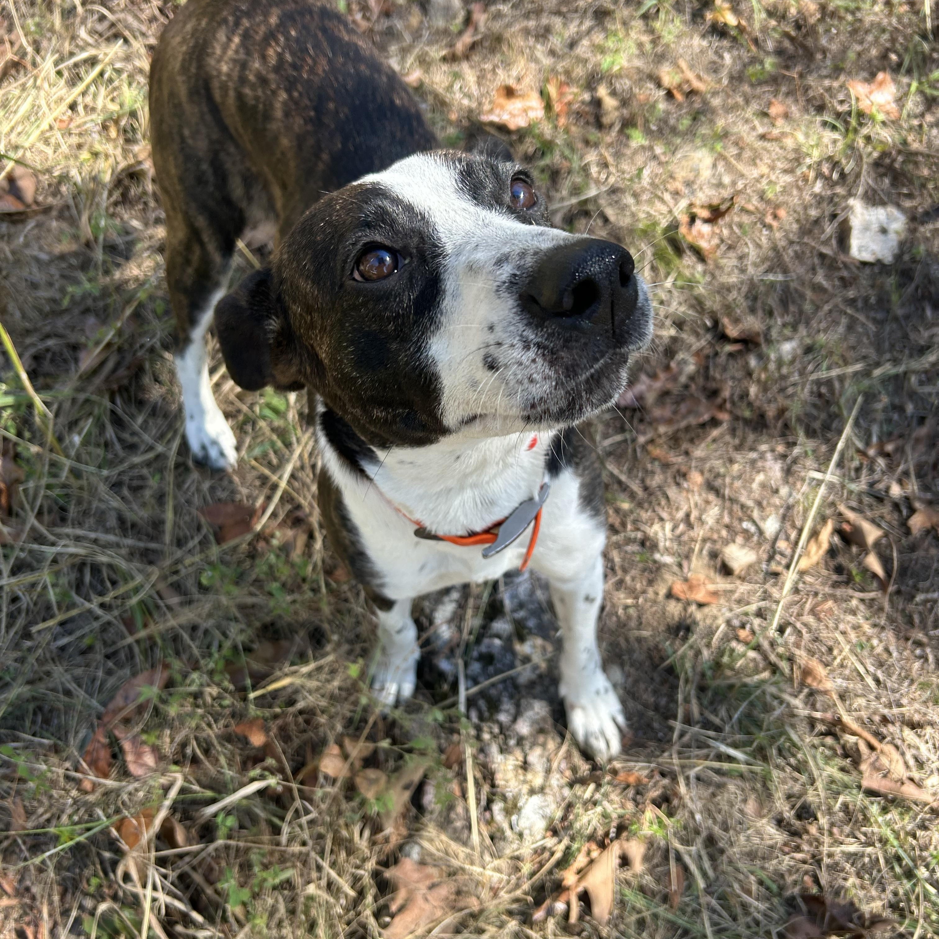 Enlarge Jenny, a Adoptable Mixed Breed in Yellville, AR image 1/3
