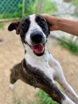 Enlarge Jenny, a Adoptable Mixed Breed in Yellville, AR image 2/3