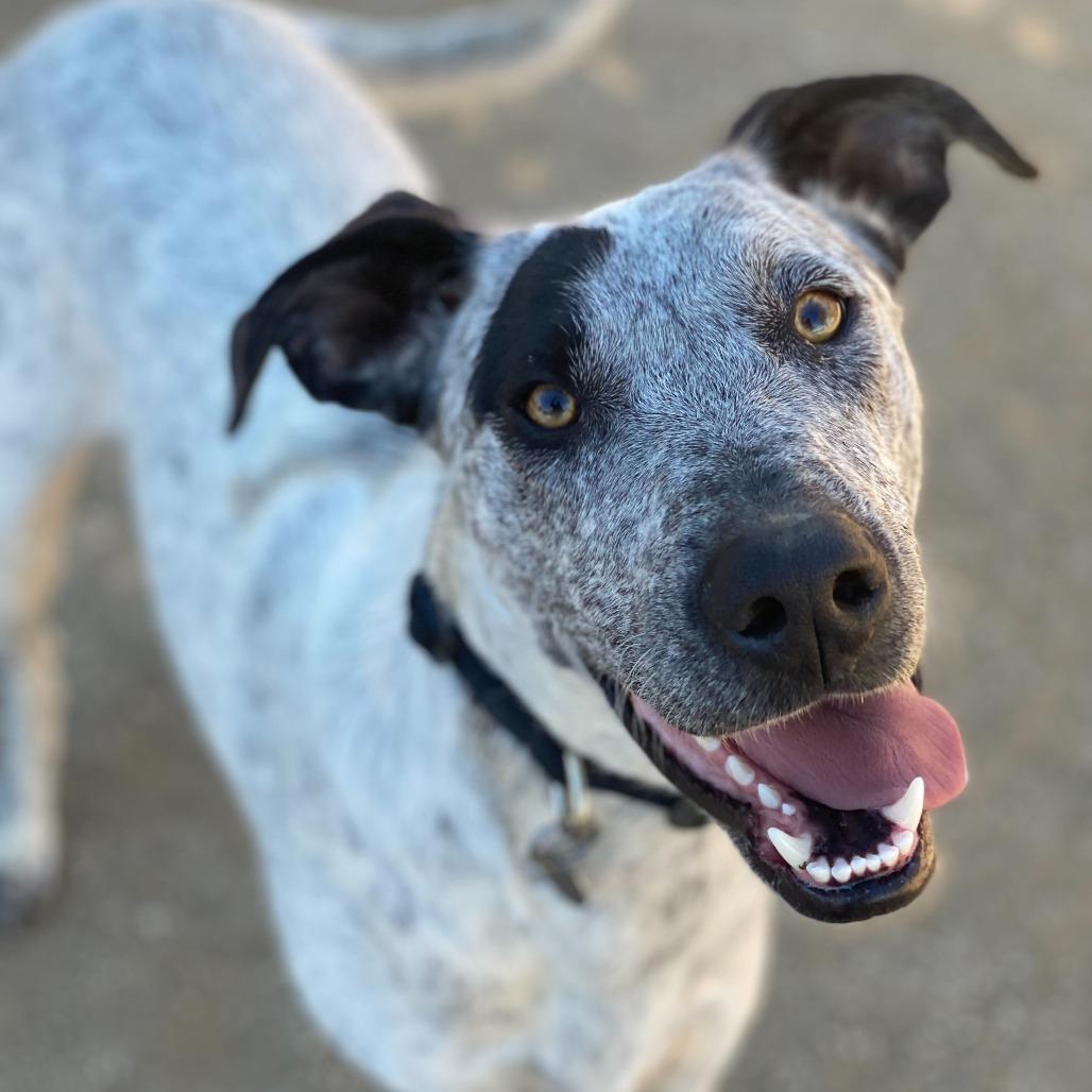 Tessa, a Adoptable mixed breed in Naperville, IL image 1/6