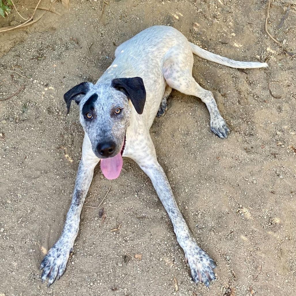 Tessa, a Adoptable mixed breed in Naperville, IL image 2/6