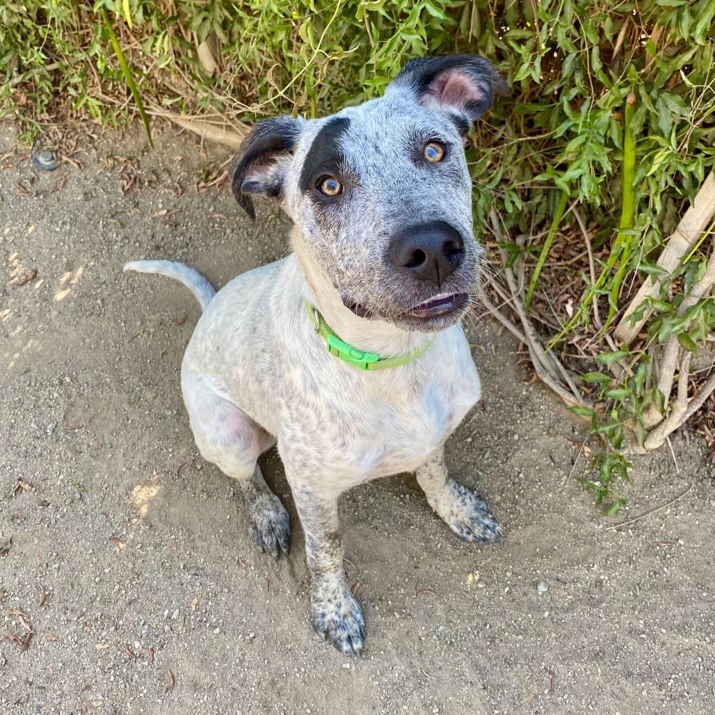 Tessa, a Adoptable mixed breed in Naperville, IL image 3/6