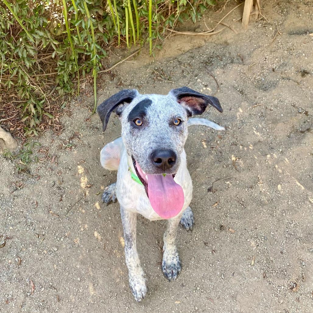 Tessa, a Adoptable mixed breed in Naperville, IL image 4/6