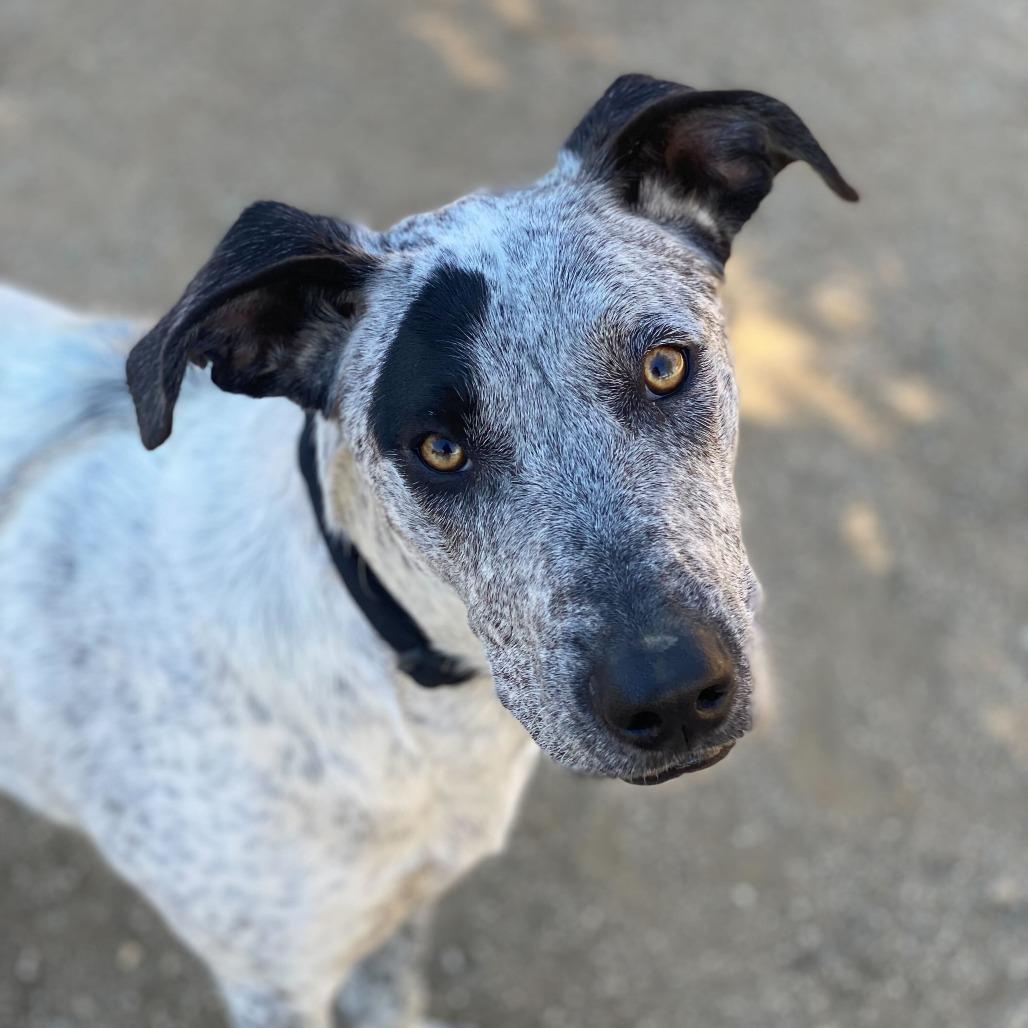 Tessa, a Adoptable mixed breed in Naperville, IL image 5/6