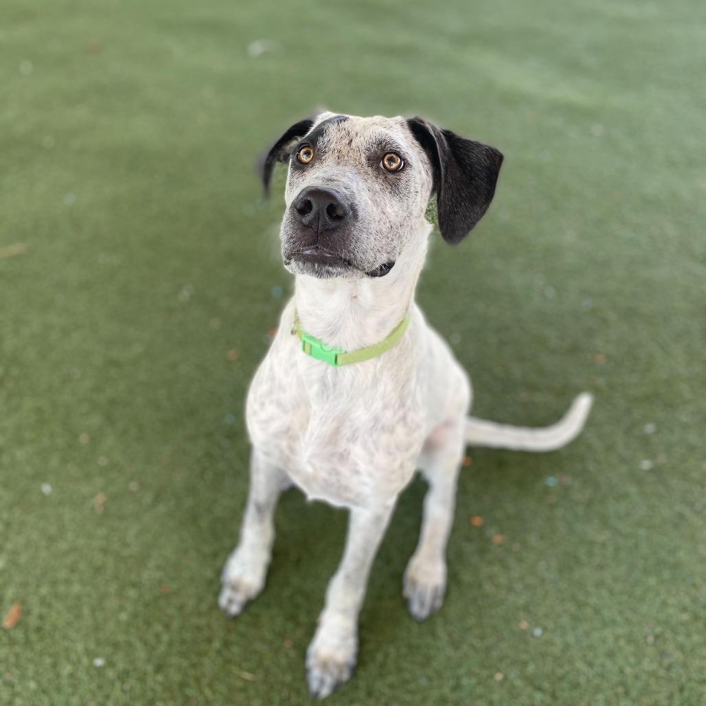 Tessa, a Adoptable mixed breed in Naperville, IL image 6/6