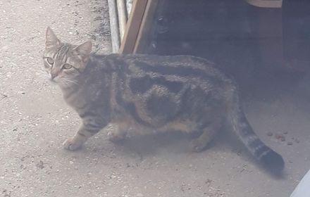 Cool Spot, a Adoptable Domestic Short Hair in Baltimore, MD image 1/2