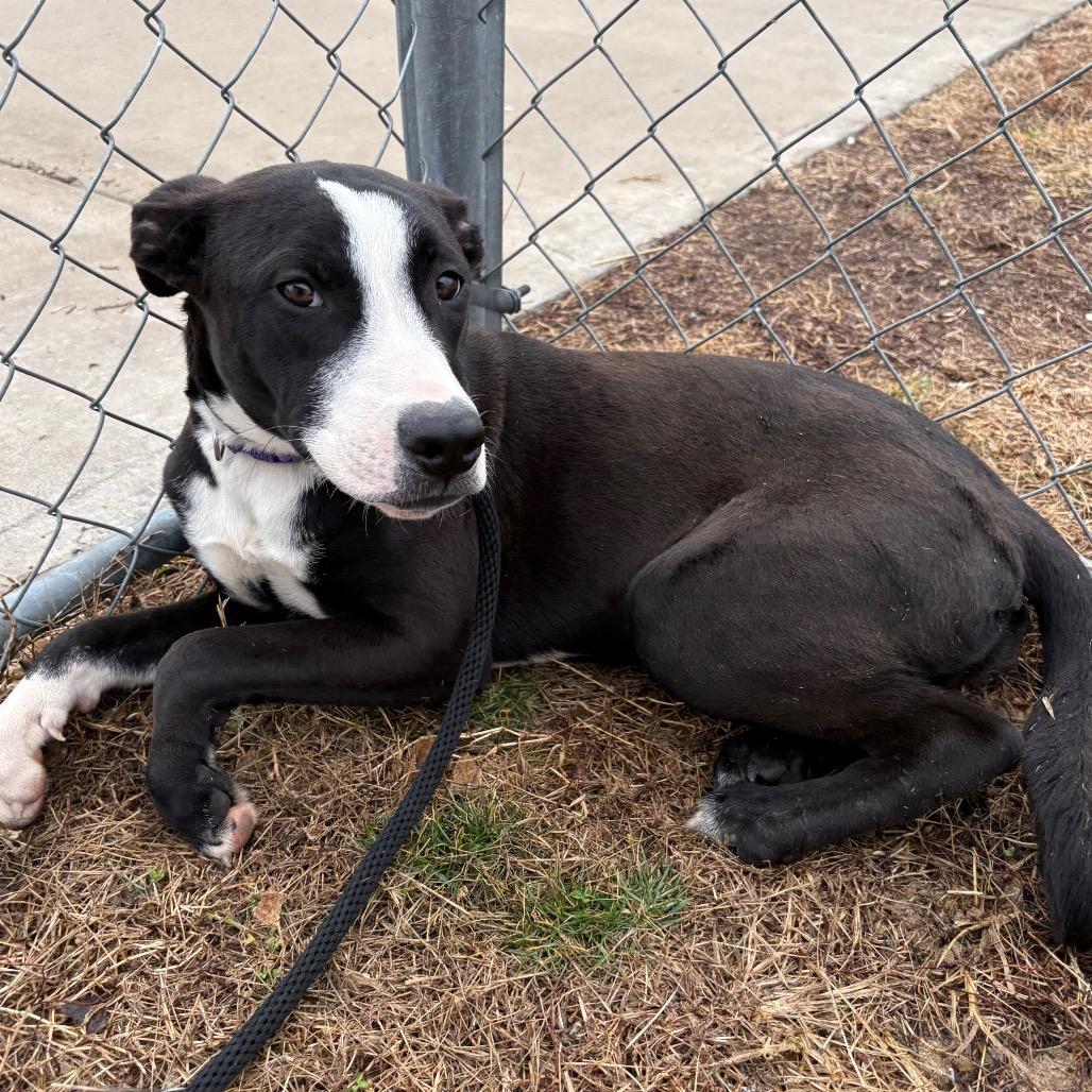 Poppy, Adoptable, Young Female Mixed Breed & Mixed Breed.
