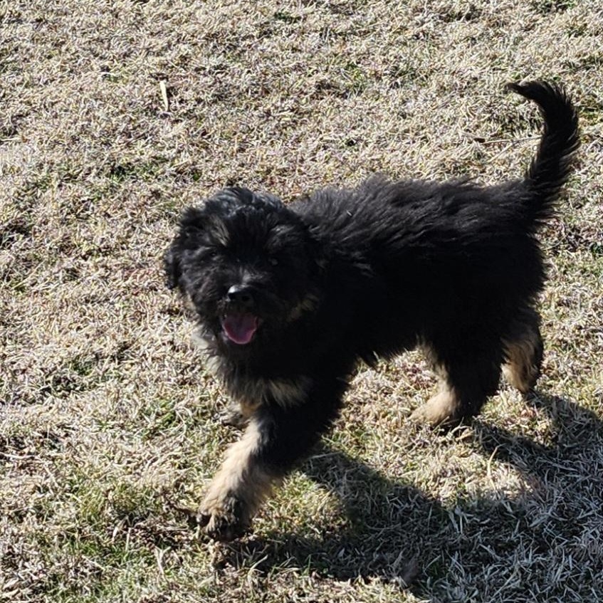 Enlarge Mario, an adopted Aussiedoodle in Tuttle, OK image 2/2