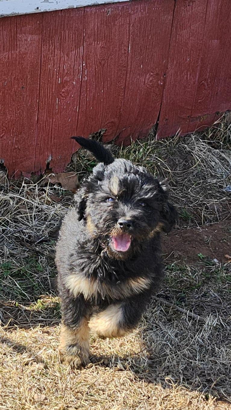 Mario, adopted, Puppy Male Aussiedoodle.