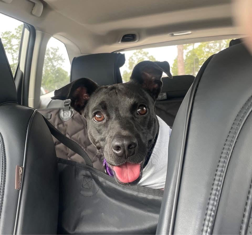 Enlarge Mina, a Adoptable mixed breed in CONROE, TX image 1/6