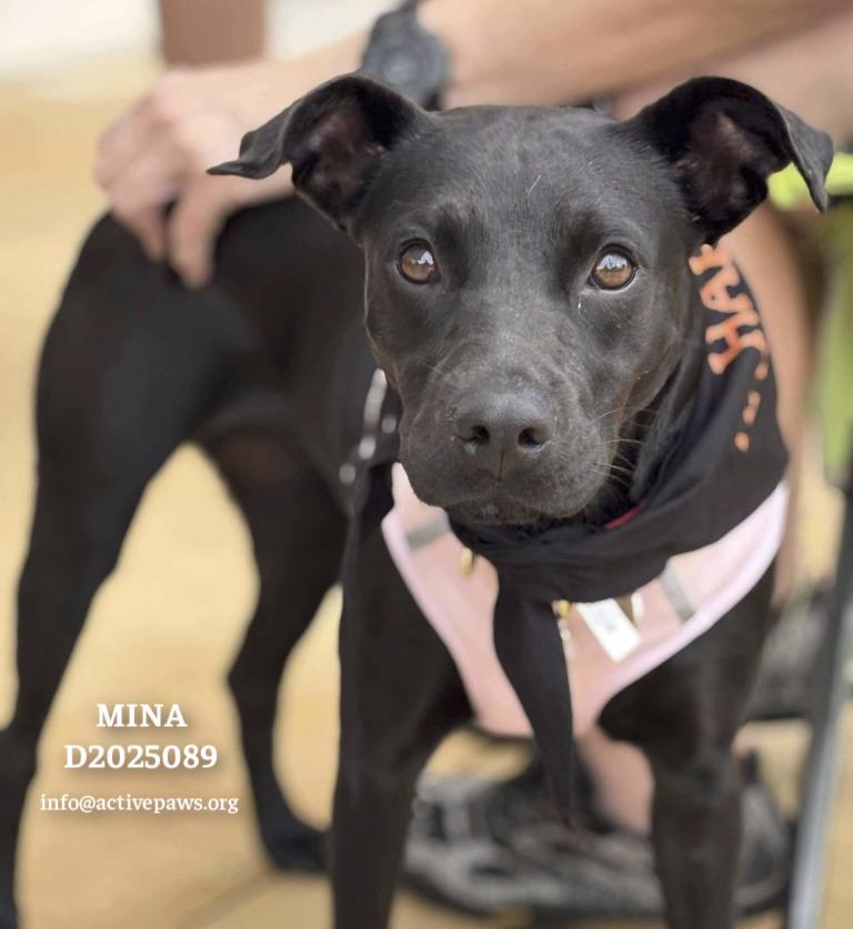 Enlarge Mina, a Adoptable mixed breed in CONROE, TX image 2/6