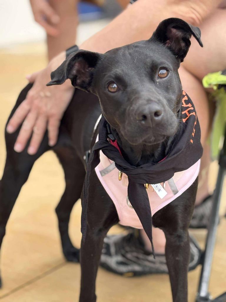 Enlarge Mina, a Adoptable mixed breed in CONROE, TX image 3/6