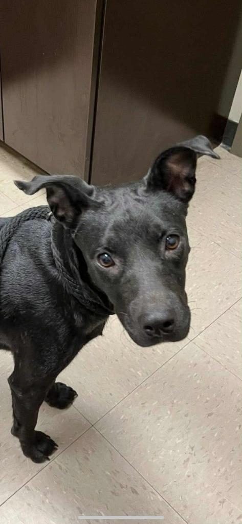 Enlarge Mina, a Adoptable mixed breed in CONROE, TX image 4/6