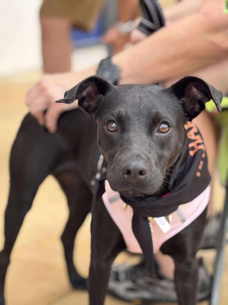 Enlarge Mina, a Adoptable mixed breed in CONROE, TX image 5/6