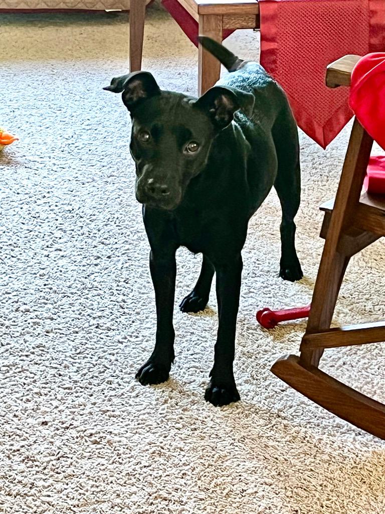 Enlarge Mina, a Adoptable mixed breed in CONROE, TX image 6/6